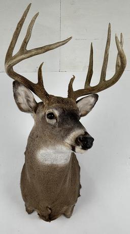 Iowa Whitetail Deer Taxidermy Mount