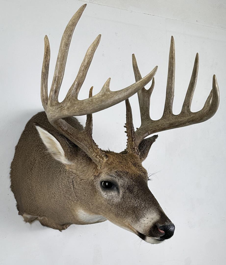 Iowa Whitetail Deer Taxidermy Mount