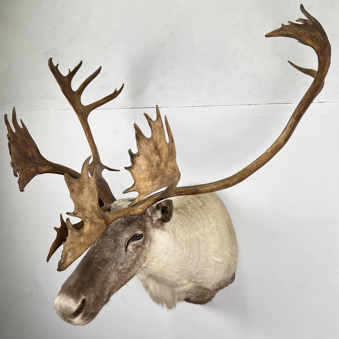 Quebec Pope & Young Record Book Labrador Caribou