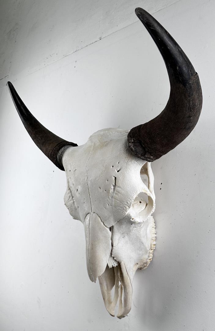 Yellowstone National Park Taxidermy Buffalo Skull