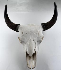 Yellowstone National Park Taxidermy Buffalo Skull