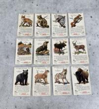 Coca Cola World of Nature Cards