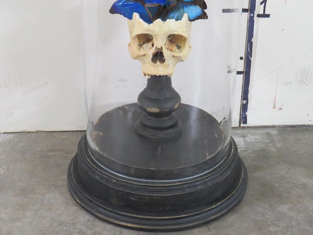 Real Human Skull Butterfly Display TAXIDERMY ODDITIES&CURIOSITIES