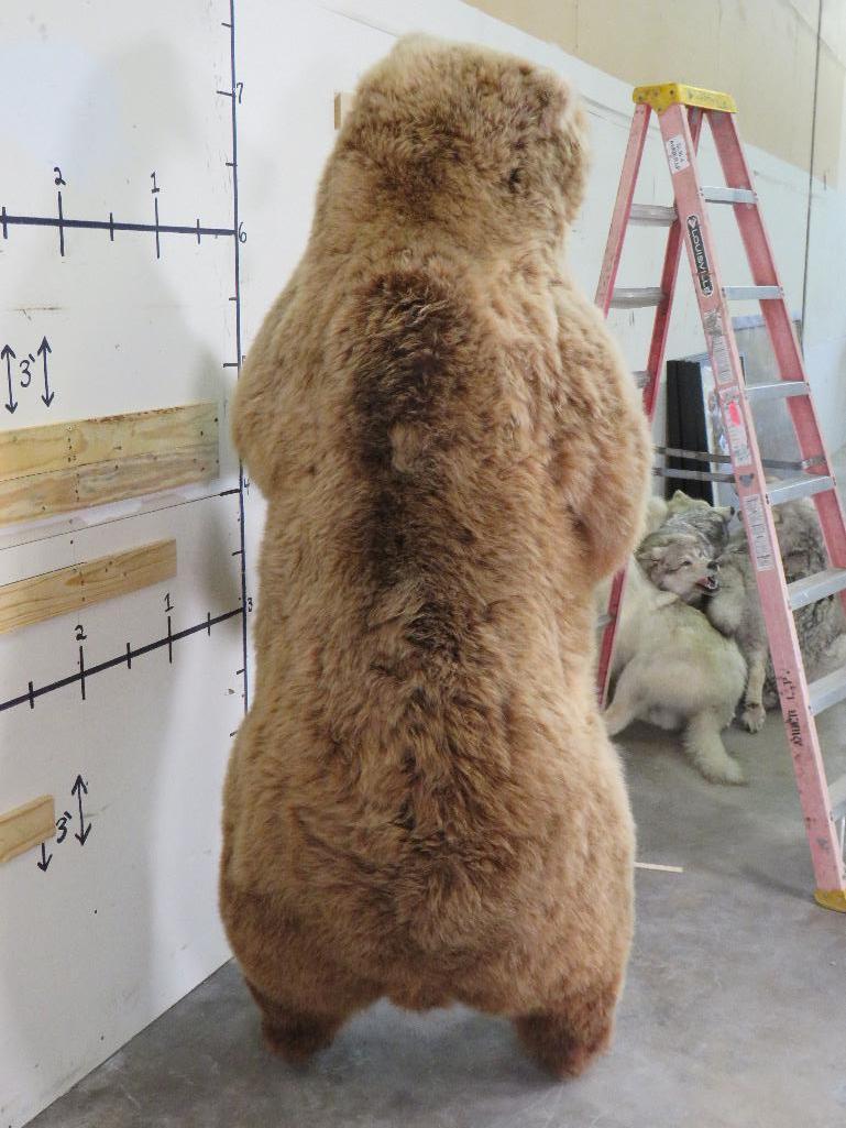 XL Standing Brown Bear, Big Claws & Great Face *No base TAXIDERMY