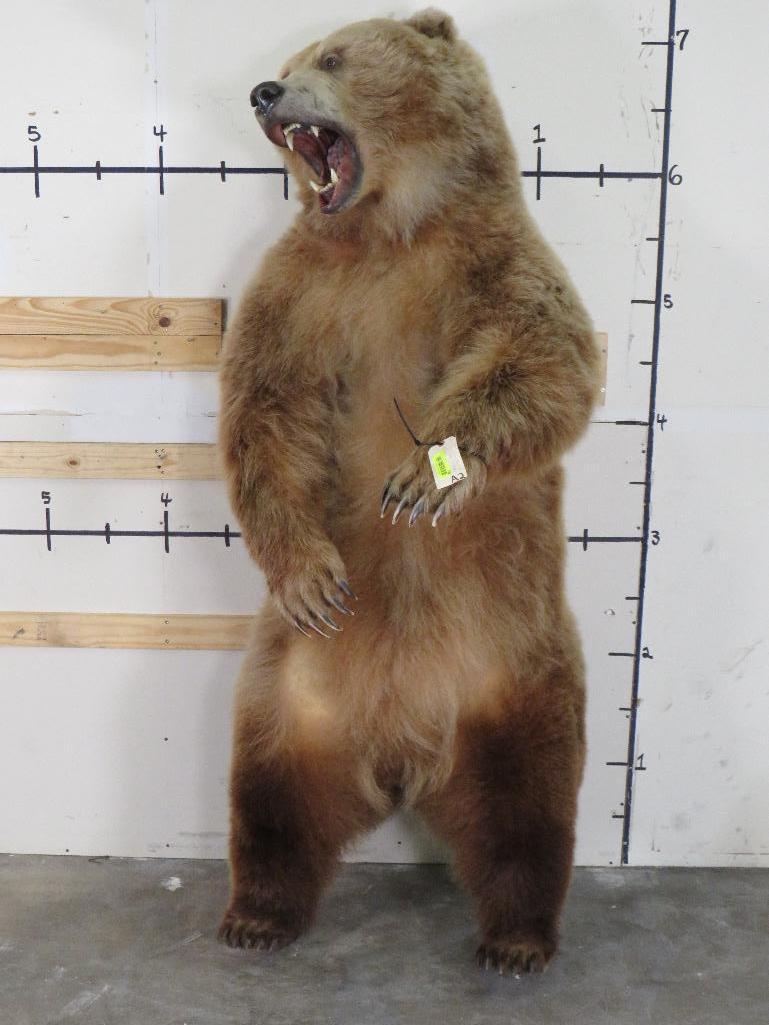 XL Standing Brown Bear, Big Claws & Great Face *No base TAXIDERMY