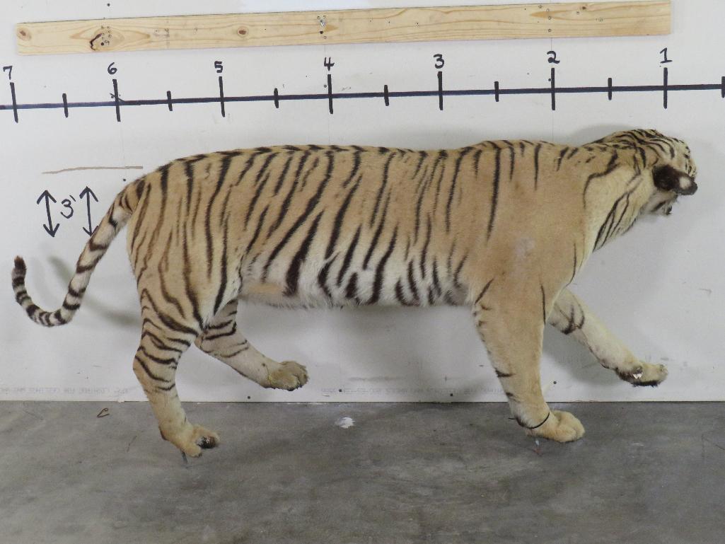 Super Cool Lifesize Tiger *No base *TX RES ONLY* TAXIDERMY