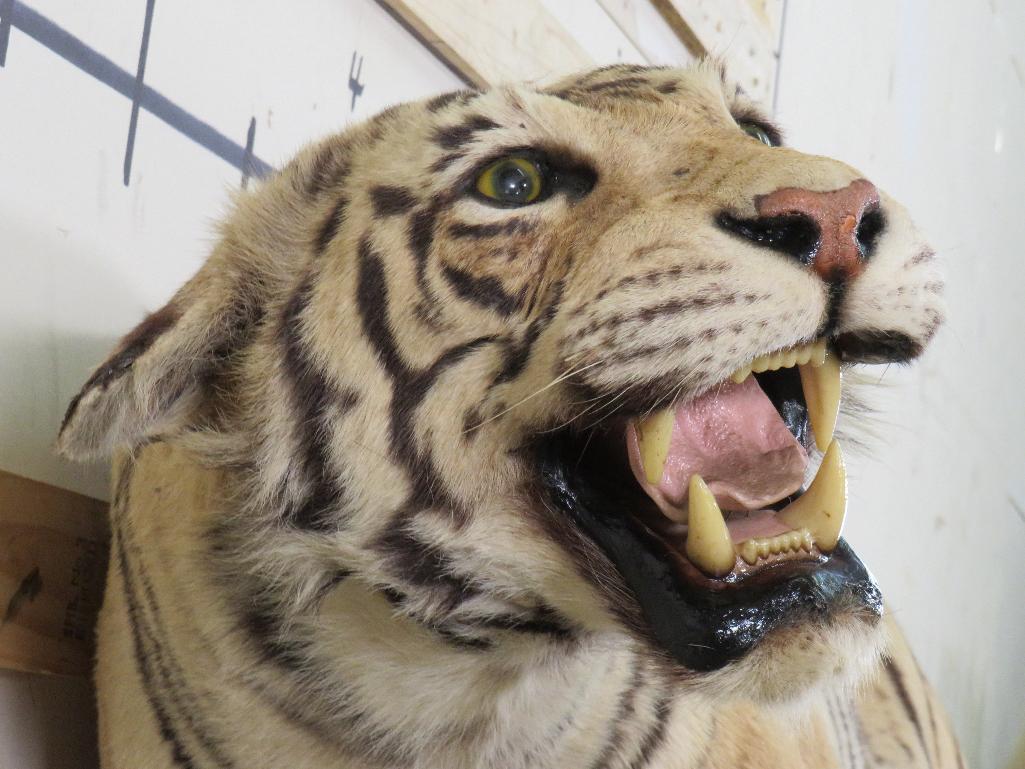 Super Cool Lifesize Tiger *No base *TX RES ONLY* TAXIDERMY