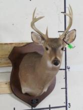 8Pt Whitetail Sh Mt on Plaque, taken in 1999 TAXIDERMY