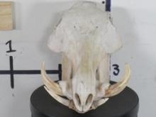 Warthog Skull TAXIDERMY