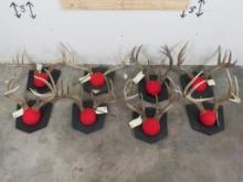8 Respectable Whitetail Racks on Matching Plaques (ONE$) TAXIDERMY