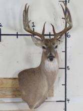 11 Pt Whitetail Wall Pedestal TAXIDERMY