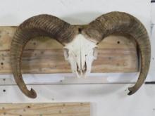 Big Mouflon Skull TAXIDERMY
