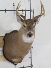 11 Pt Whitetail Sh Mt on Plaque TAXIDERMY