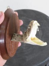 BIG Western Diamondback Rattlesnake Head on Plaque BIG FANGS NEW TAXIDERMY