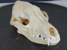 Nice Coyote Skull w/All Teeth & Glued Jaw TAXIDERMY