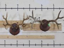 2 Mule Deer Racks on Matching Plaques (ONE$) TAXIDERMY