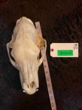 Black bear skulls, Great condition, all teeth, 11 1/2 inches long X 6 inches wide taxidermy decor