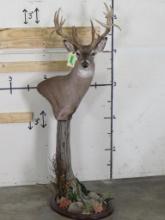 Very Nice Whitetail Pedestal w/21 Pts, High Quality TAXIDERMY