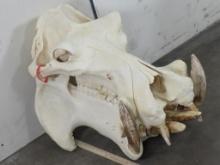 XL Hippo Skull w/All Teeth Very Nice Skull TAXIDERMY