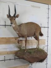 Lifesize Bushbuck on Base and Removable TAXIDERMY