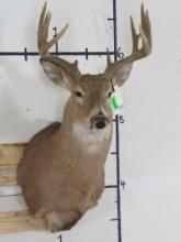 11 Pt Whitetail Sh Mt TAXIDERMY