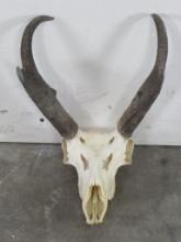 Pronghorn Skull TAXIDERMY