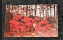 Post Card Callaway Pine mountain georgia