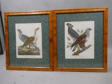 Pair Antique Johann Lebrecht Reinold Falco Bird Etchings