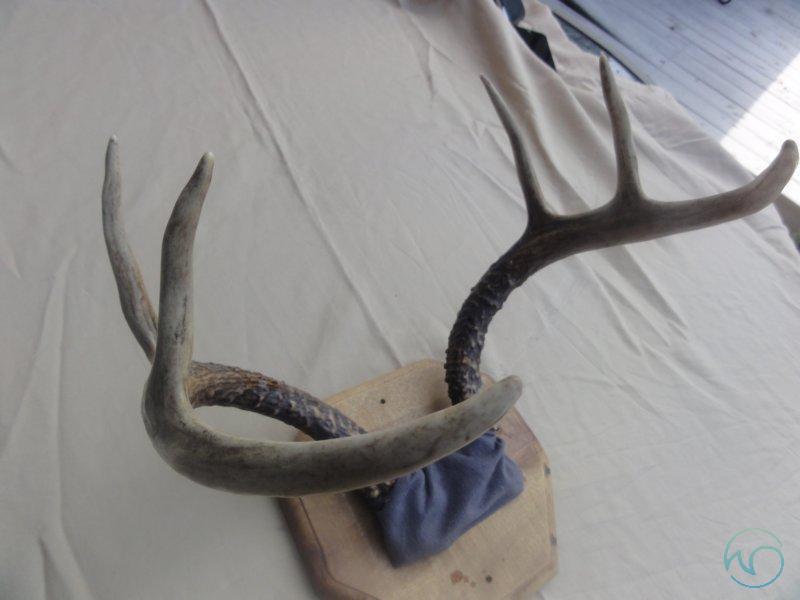 6-Point Antler Mount.