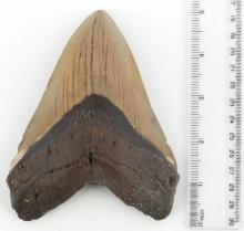 5 INCH MEGALODON SHARK TOOTH MARINE FOSSIL