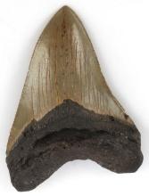 5 1/4 INCH MEGALODON SHARK TOOTH