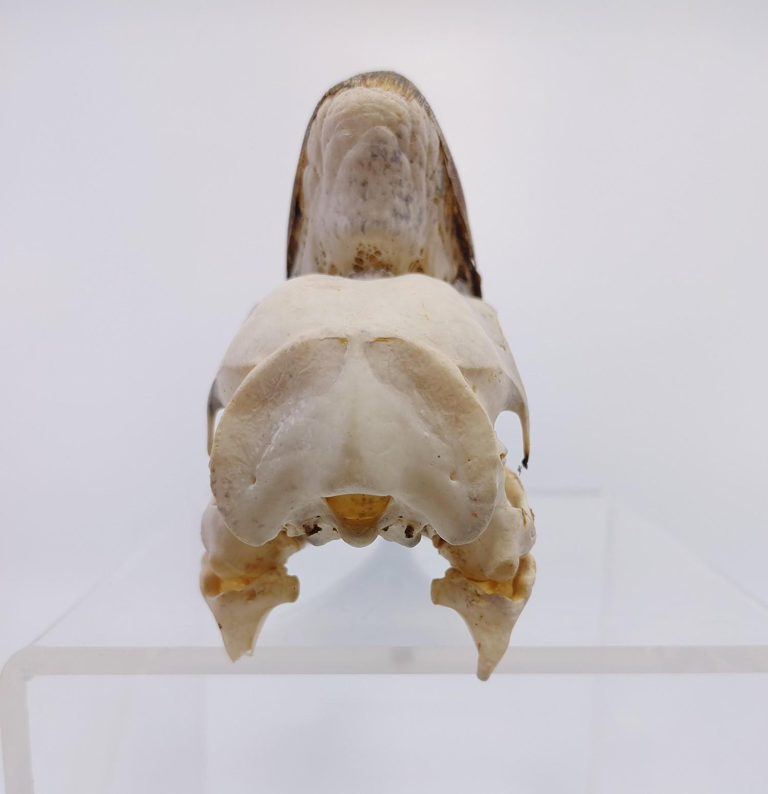 Large Hornbill Male Skull