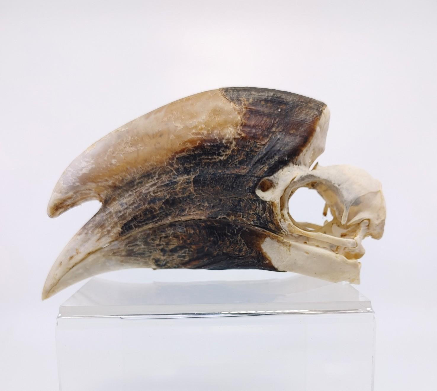 Large Hornbill Male Skull