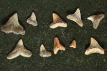 10 SHARKS TEETH "CARCHARIAS" FROM THE MIOCENE