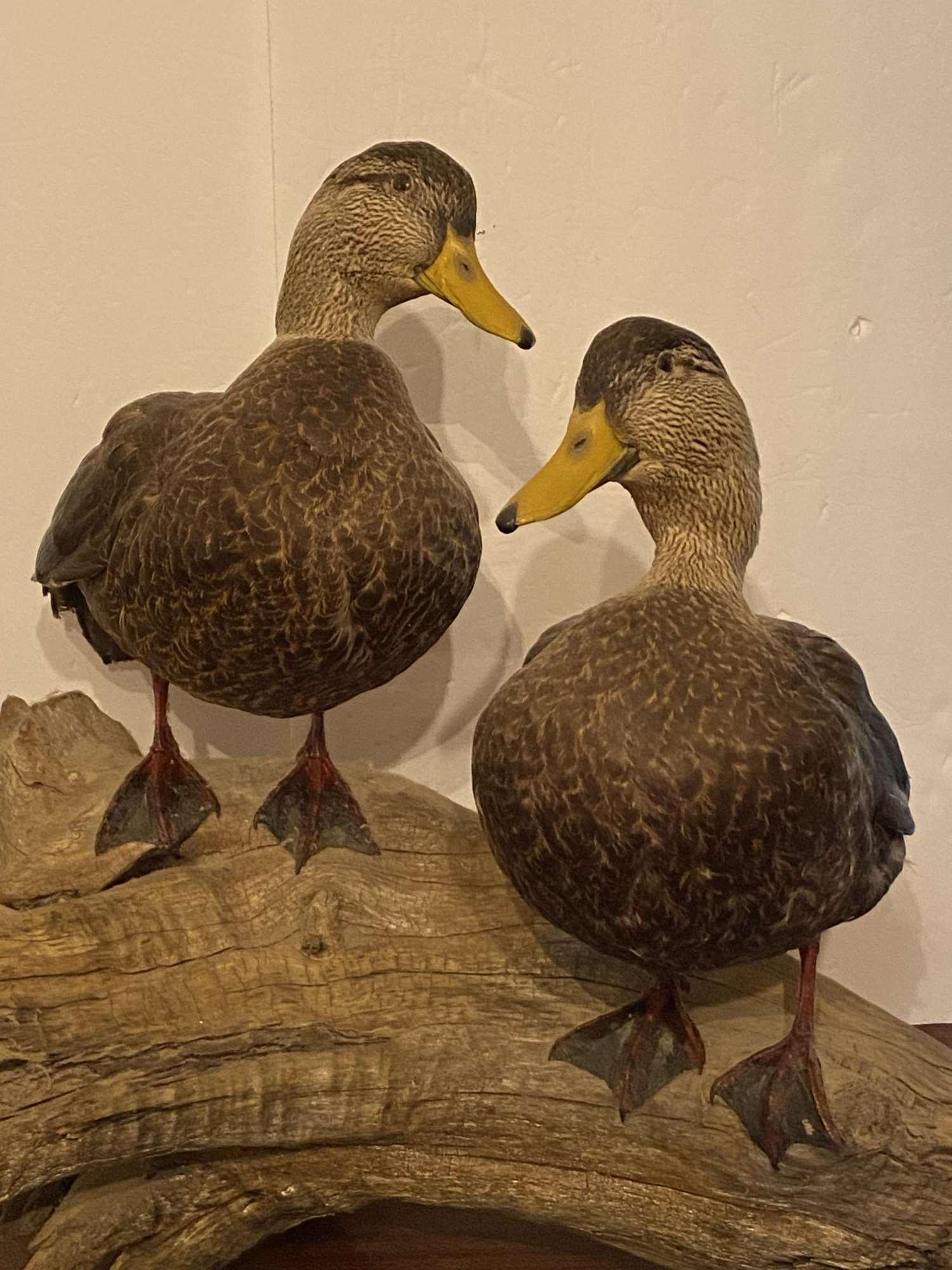 AMAZING DIORAMA OF A PAIR OF FEMALE DUCKS