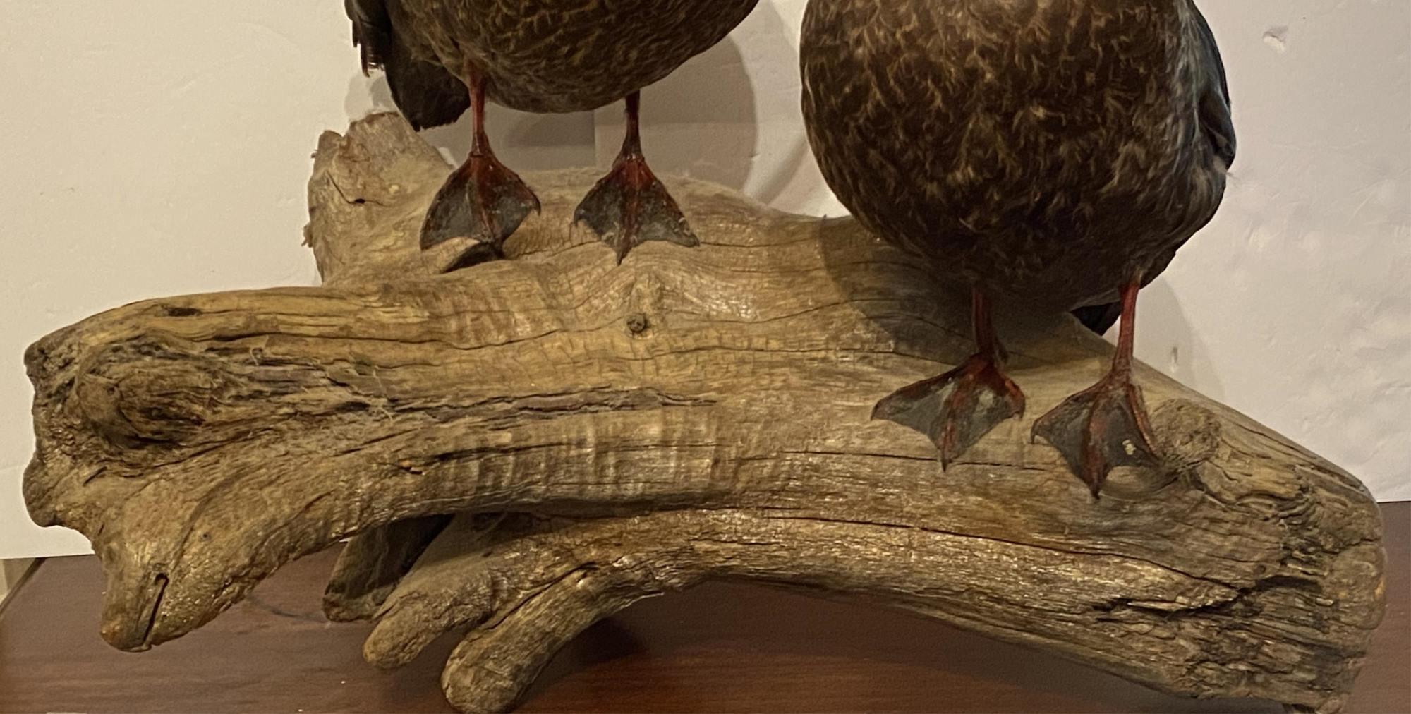 AMAZING DIORAMA OF A PAIR OF FEMALE DUCKS