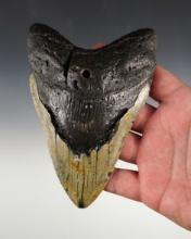 Large! 5 3/4" Fossilized Megalodon Sharks Tooth.