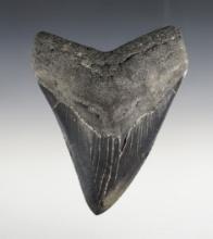 5" Fossilized Megalodon Sharks Tooth in excellent condition.