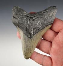 4 3/8" Fossilized Megalodon Sharks Tooth in excellent condition.