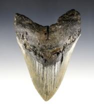4 7/8" Megalodon Fossilized Sharks Tooth.