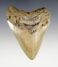 3 1/4" Megalodon Fossilized Sharks Tooth.
