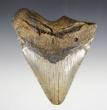 4 15/16" Fossilized Megalodon Sharks Tooth in nice condition.