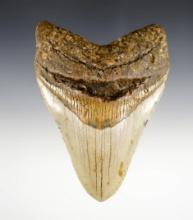 5 1/8"  Fossilized Megalodon Sharks Tooth in excellent condition.