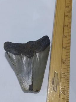 Megalodon Shark Tooth