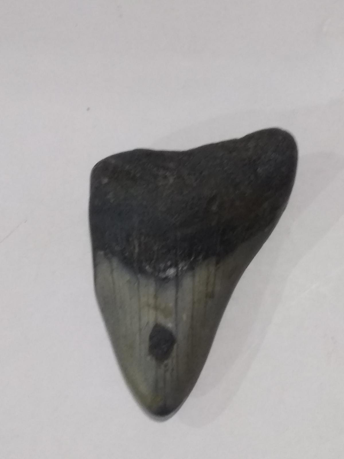 Megalodon Shark Tooth