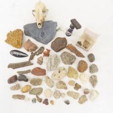 Small Animal Skull, Fossils & More