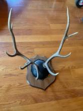 Antler wall mount. Approximately 32" x 29"