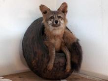 (DEN) UNIQUE RED FOX TAXIDERMY. DISPLAYS A RED FOX PEEKING OUT OF A TREE HOLE. IT MEASURES APPROX.