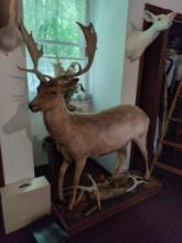 (DEN) FULL TAXIDERMY OF A FALLOW DEER. DISPLAYED ON A NATURAL SCENERY WOOD BASE. IT MEASURES 56"W X