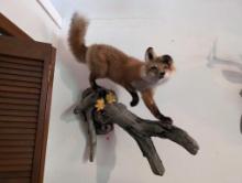 (DEN) RED FOX TAXIDERMY DISPLAYED WALKING ON A PIECE OF DRIFTWOOD. HANGS ON THE WALL. IT MEASURES